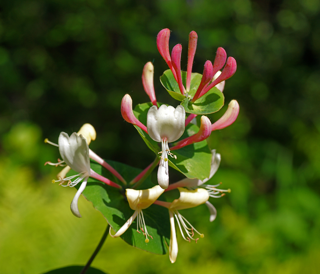 Image of Lonicera caprifolium specimen.