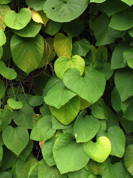 Image of Aristolochia macrophylla specimen.
