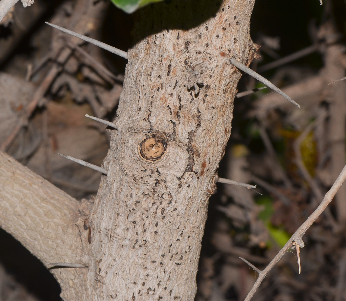 Image of Dovyalis caffra specimen.