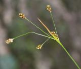 Luzula pallescens