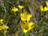 Linum flavum. Цветки. Ульяновская обл., Инзенский р-н, окр. с. Коржевка, открытый склон с выходами мергелисто-меловых пород. 12 июня 2010 г.