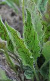 Hieracium maculatum