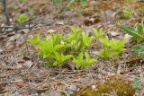 Orthilia secunda. Расцветающие растения. Псковская обл., Печорский р-н, восточный склон Изборско-Мальской долины близ южной оконечности Мальского озера, молодой сосняк по гари на карболитозёме. 29.05.2016.