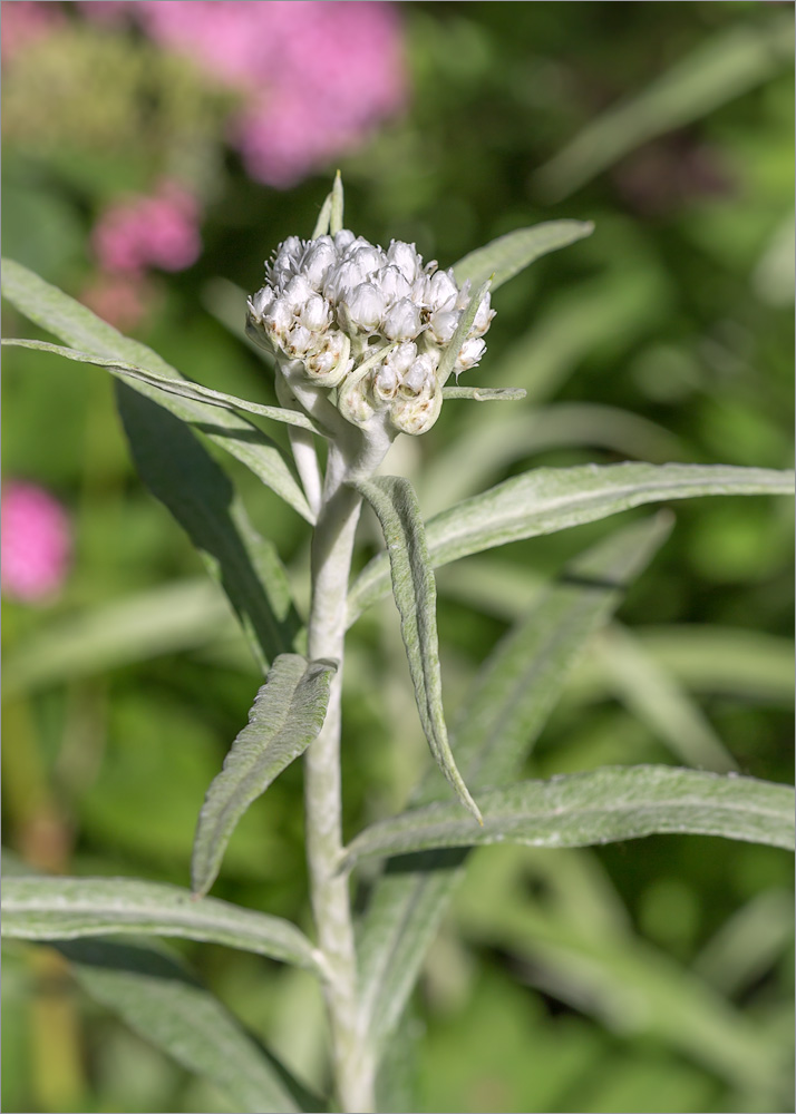 Image of Anaphalis margaritacea specimen.