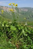 Doronicum macrophyllum