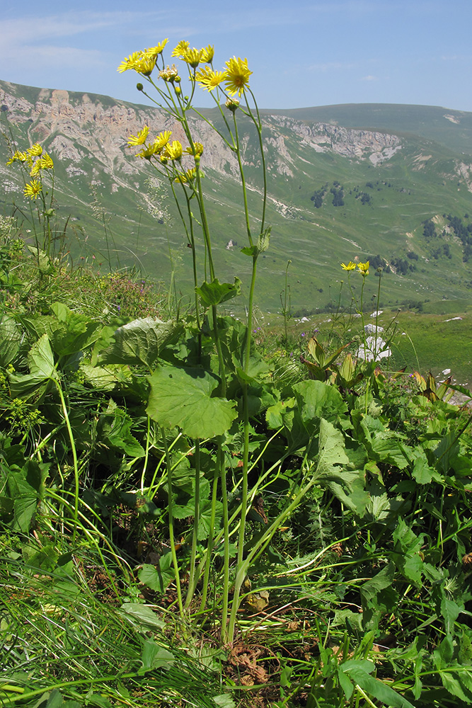 Изображение особи Doronicum macrophyllum.