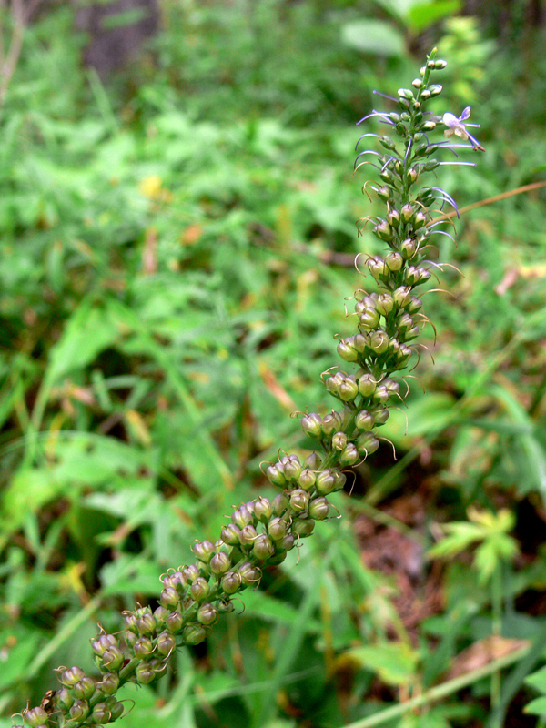 Image of Veronica longifolia specimen.