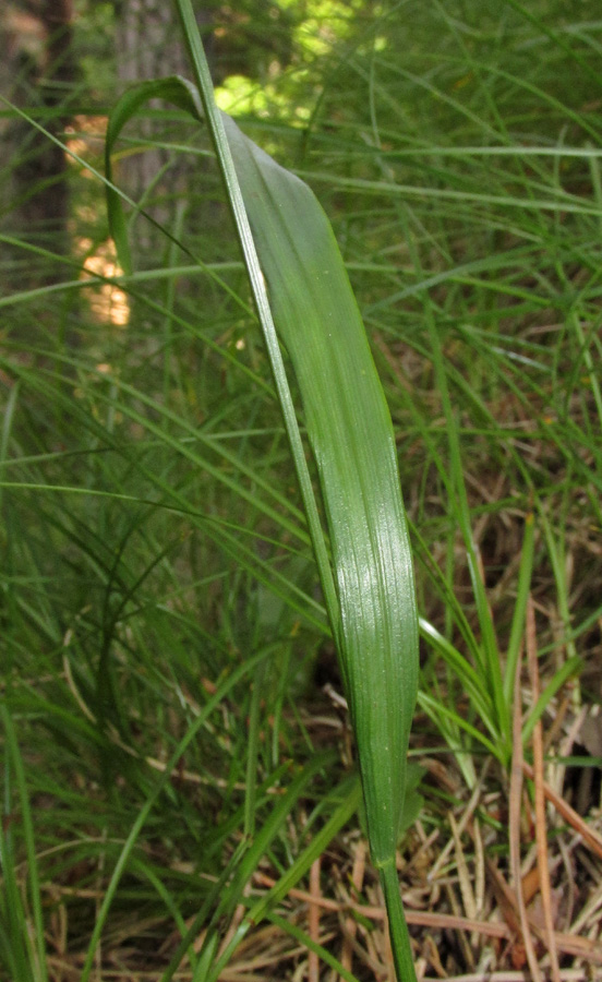 Image of Melica nutans specimen.