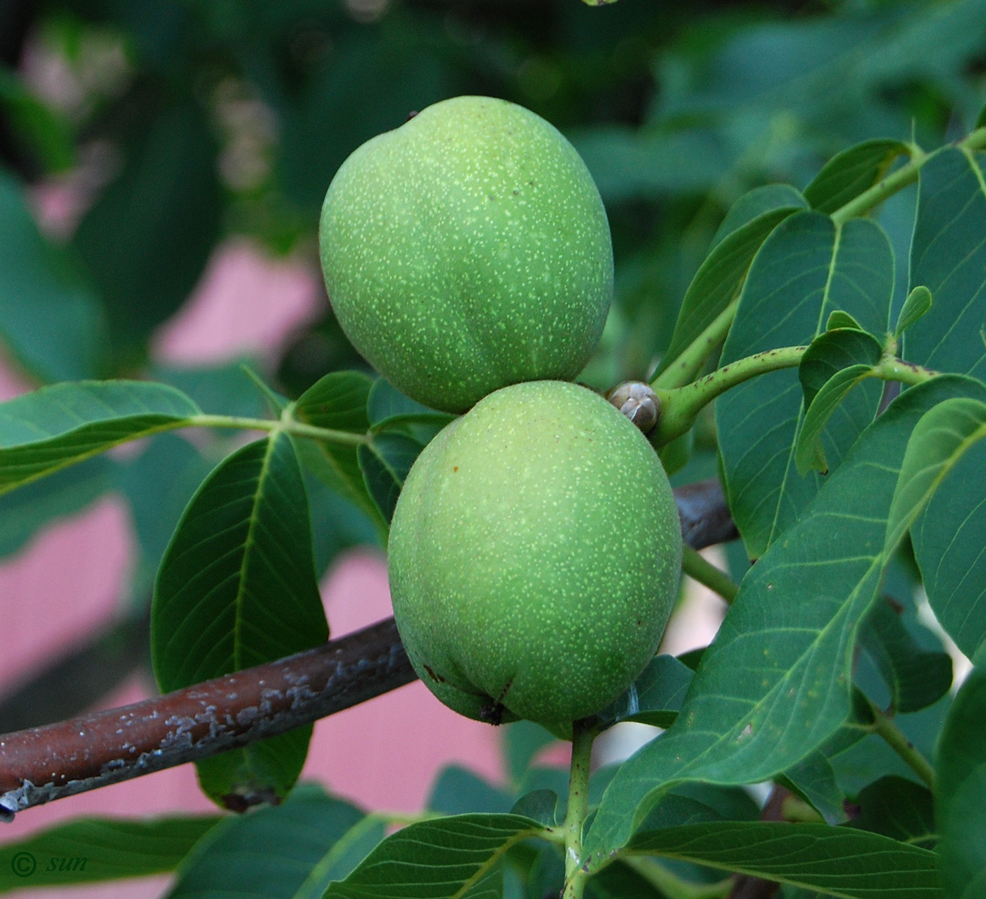 Image of Juglans regia specimen.