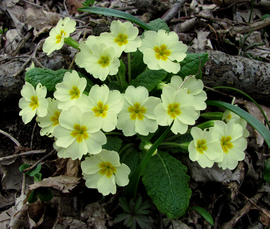 Image of Primula vulgaris specimen.