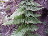 Dryopteris carthusiana