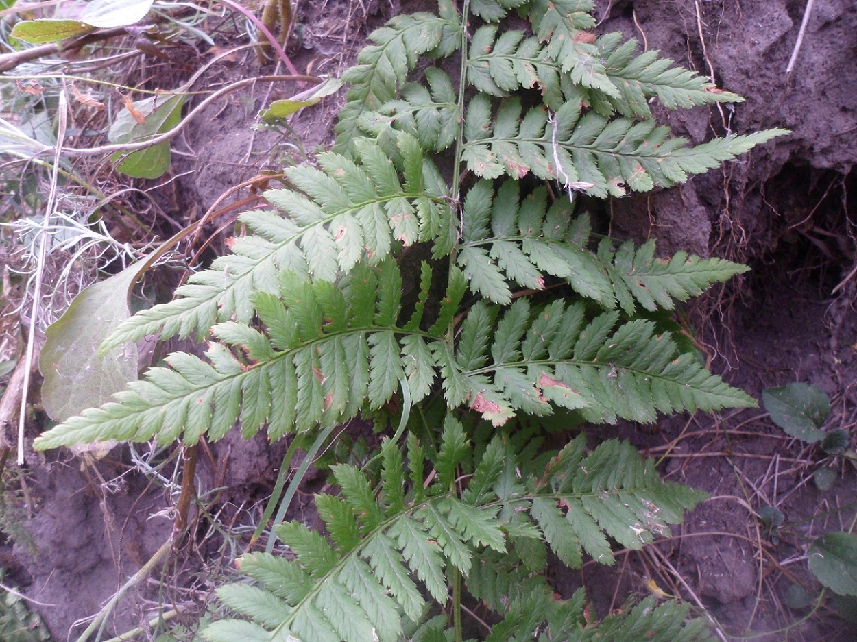 Image of Dryopteris carthusiana specimen.