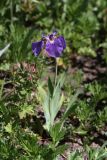 Iris setosa