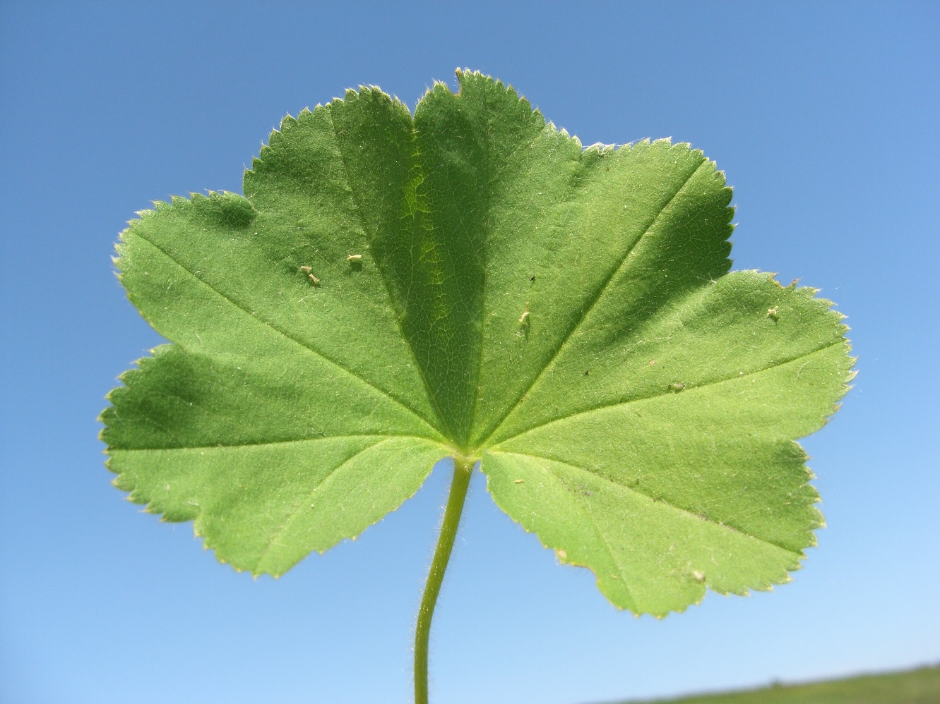 Image of genus Alchemilla specimen.