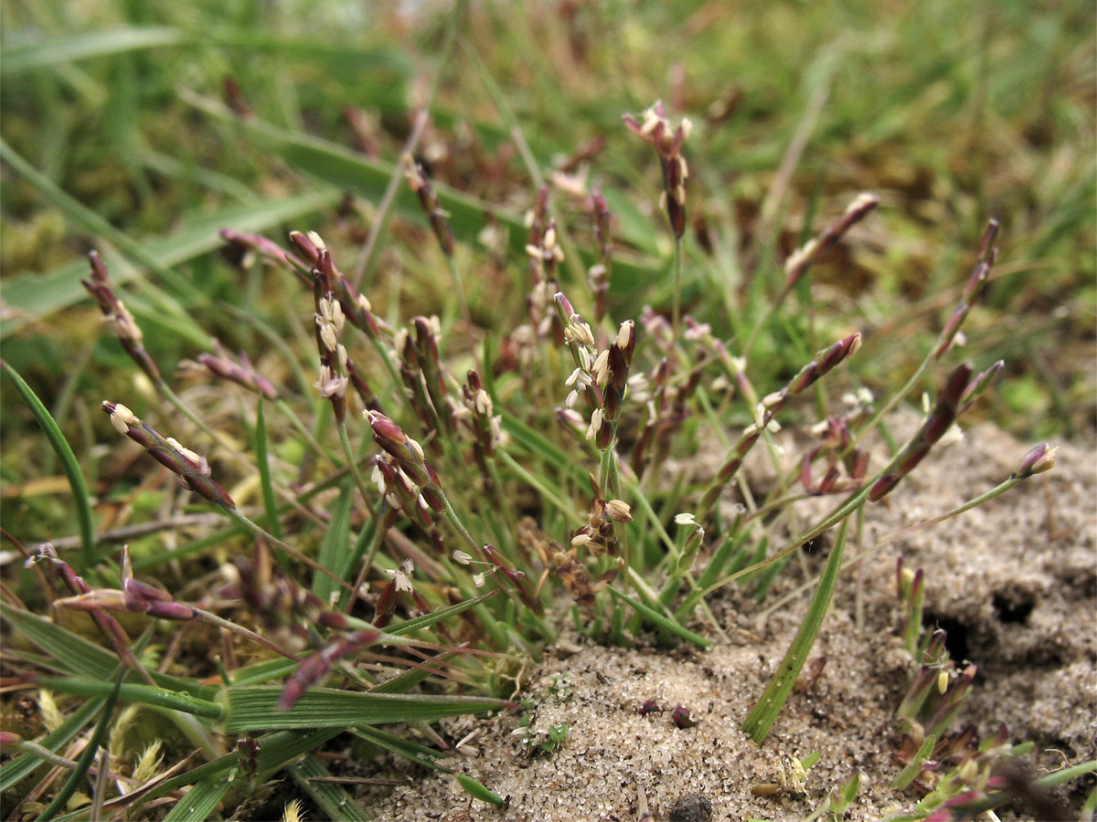 Image of Mibora minima specimen.