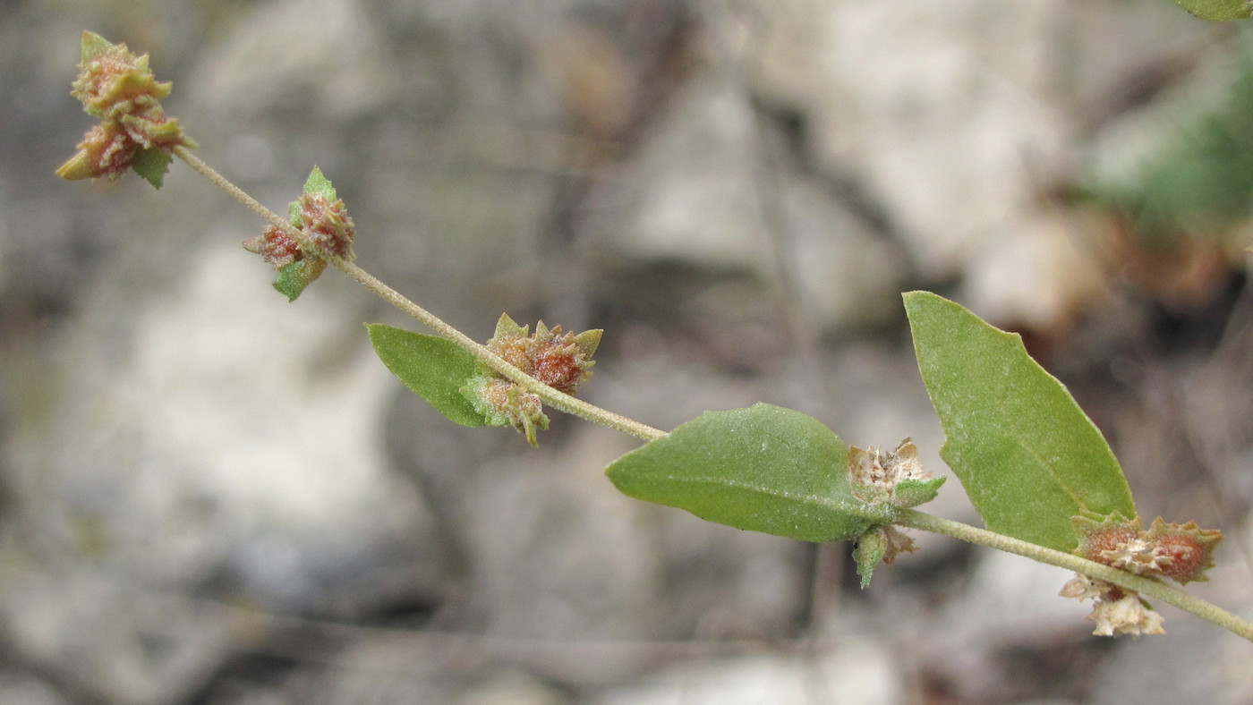 Изображение особи Atriplex rosea.