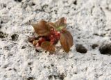 Image of taxon representative. Author is Денис Мирин