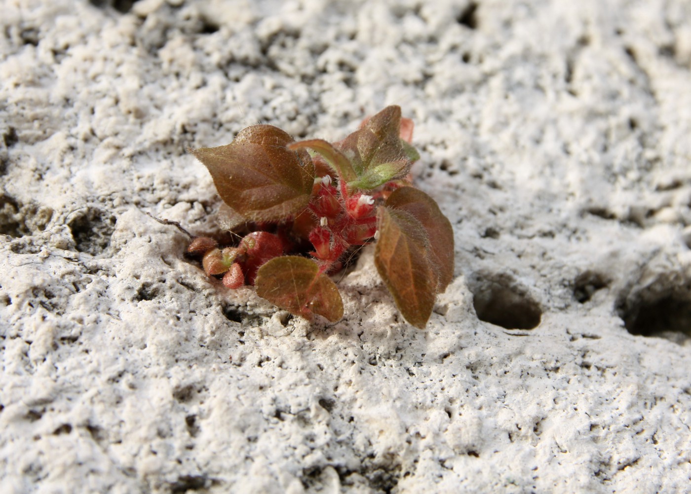 Image of Parietaria lusitanica specimen.