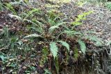 Polystichum braunii
