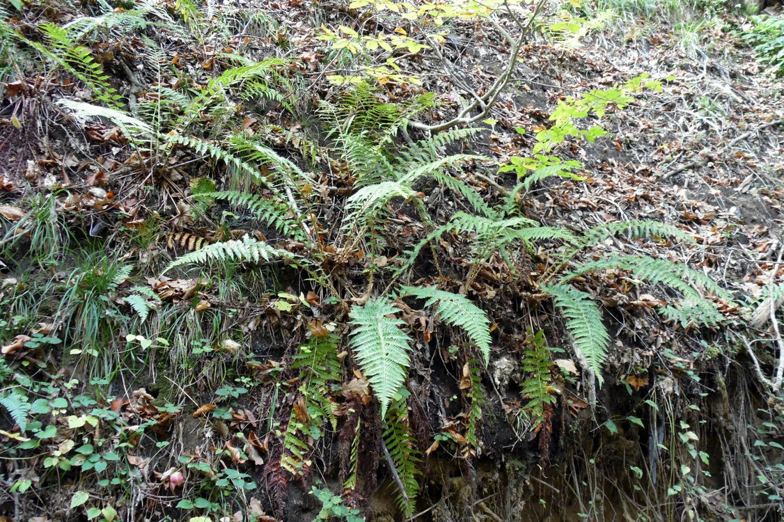 Изображение особи Polystichum braunii.