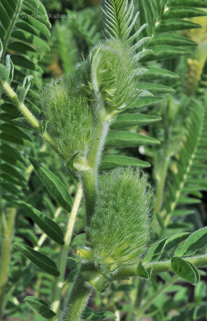 Image of Astragalus alopecurus specimen.