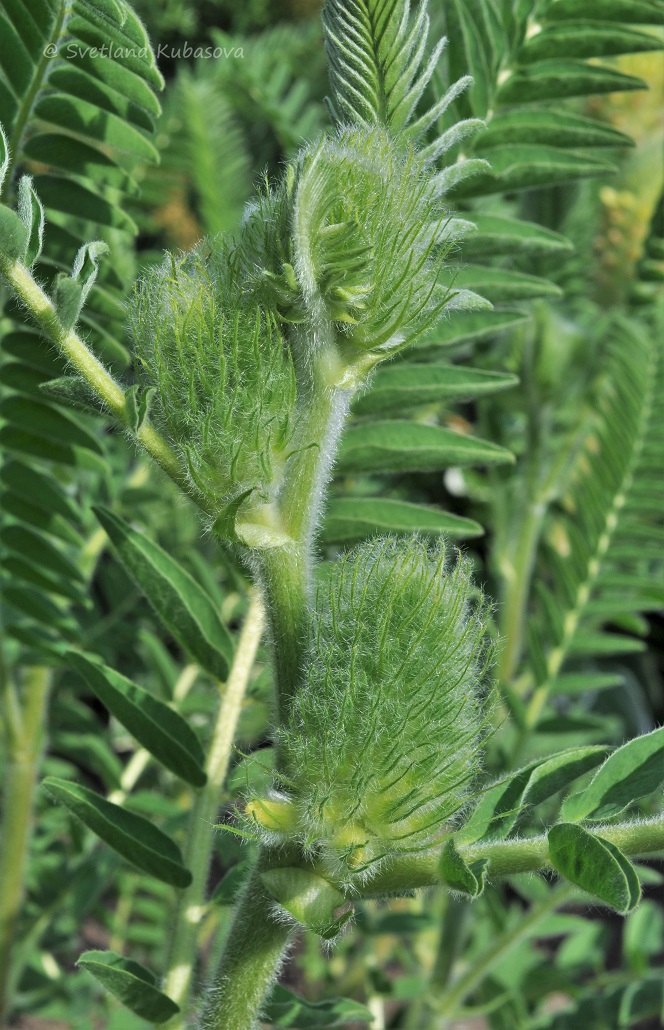 Изображение особи Astragalus alopecurus.