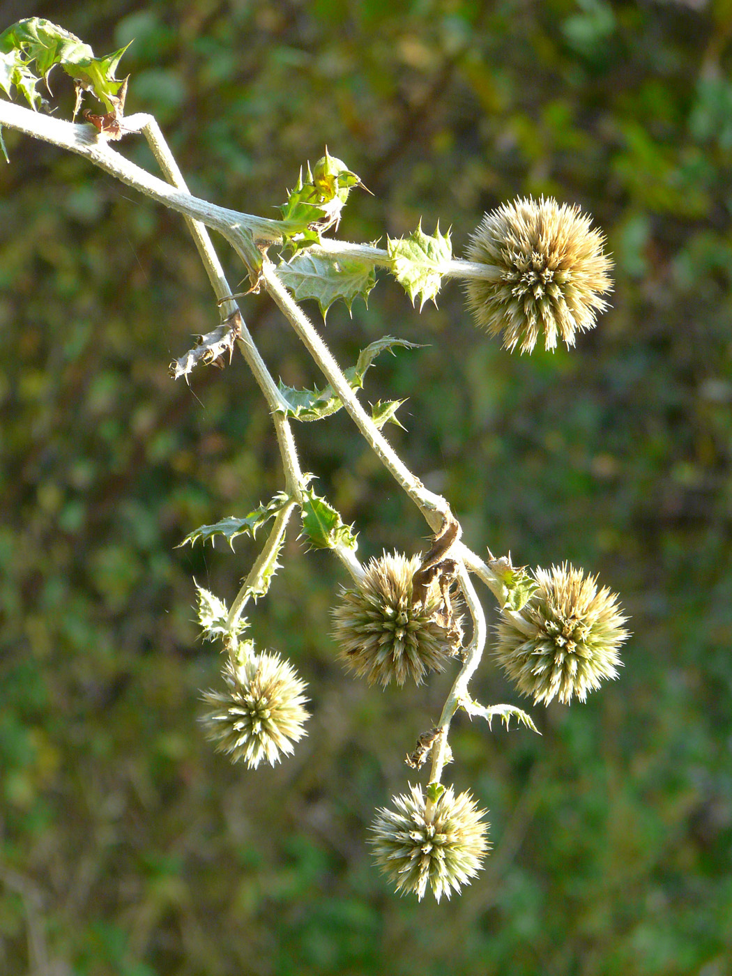 Image of Echinops sphaerocephalus specimen.