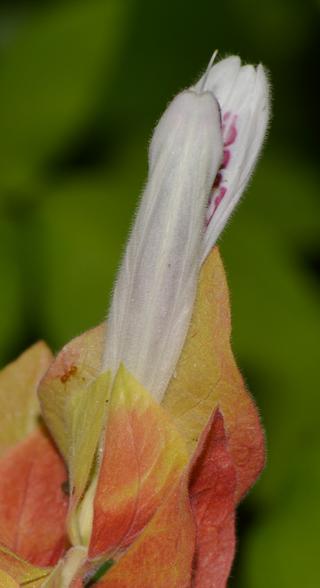 Image of Justicia fulvicoma specimen.