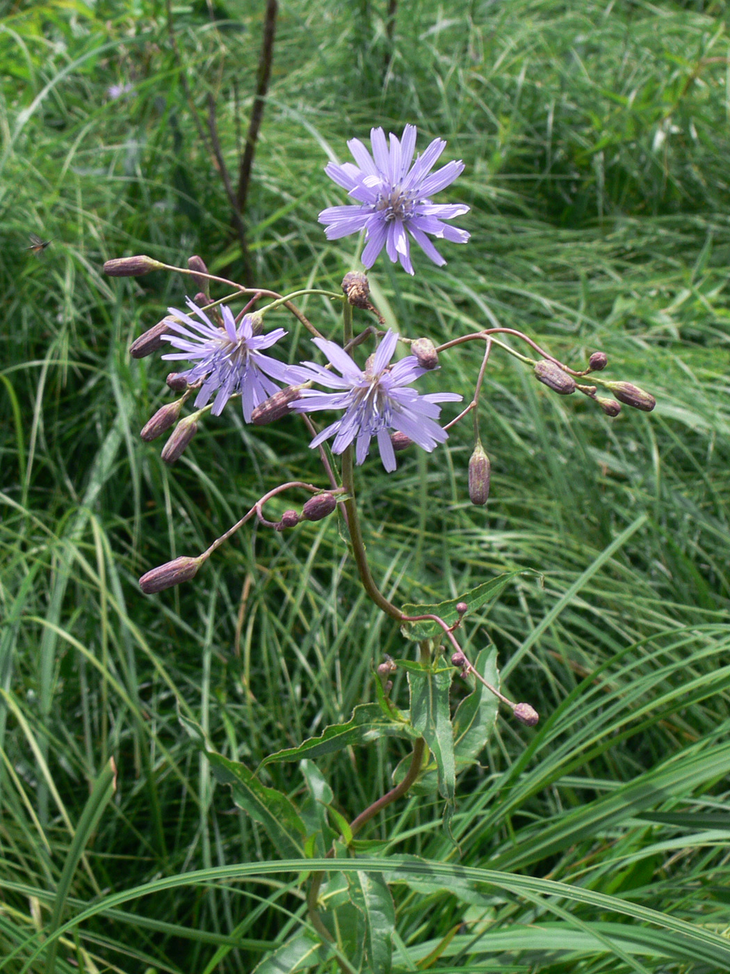 Image of Lactuca sibirica specimen.