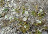 Stellaria edwardsii