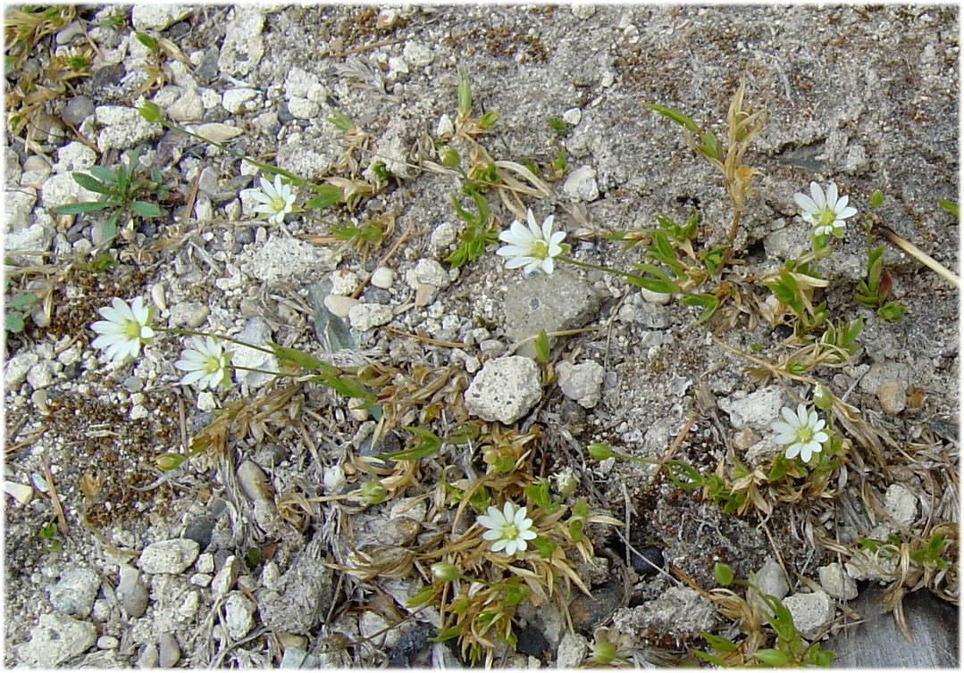 Изображение особи Stellaria edwardsii.