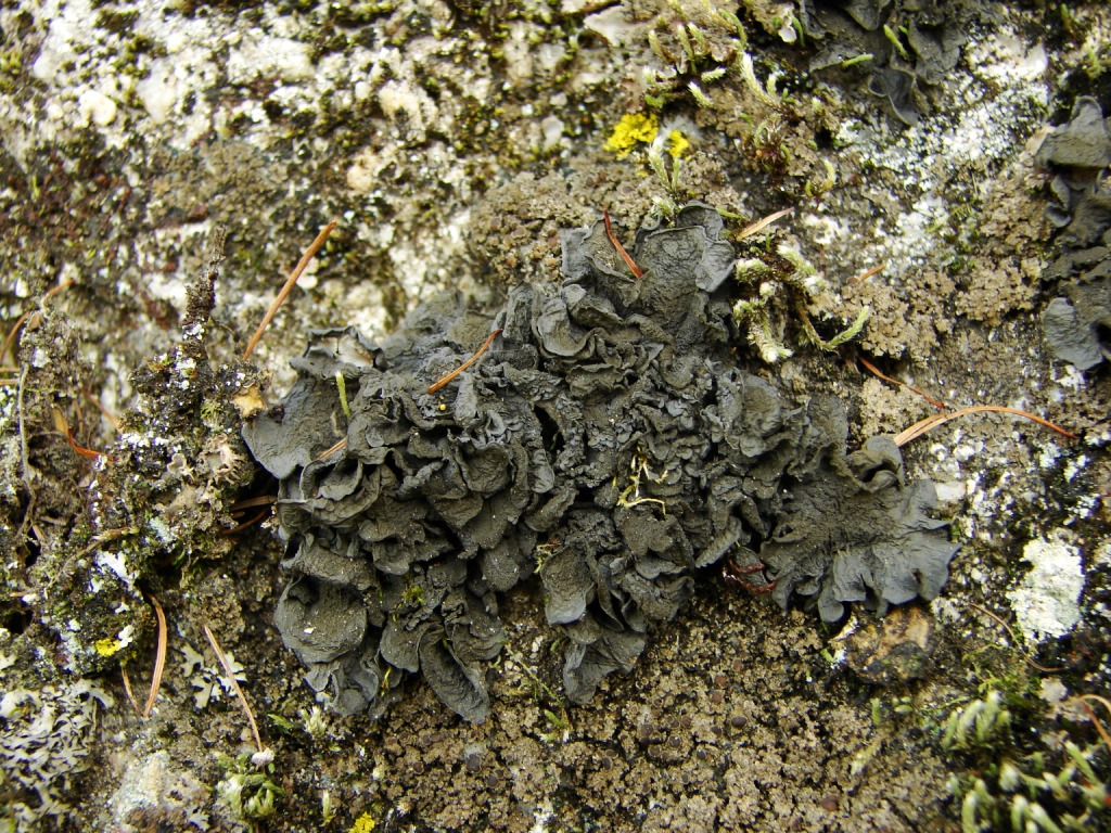 Image of Leptogium burnetiae specimen.