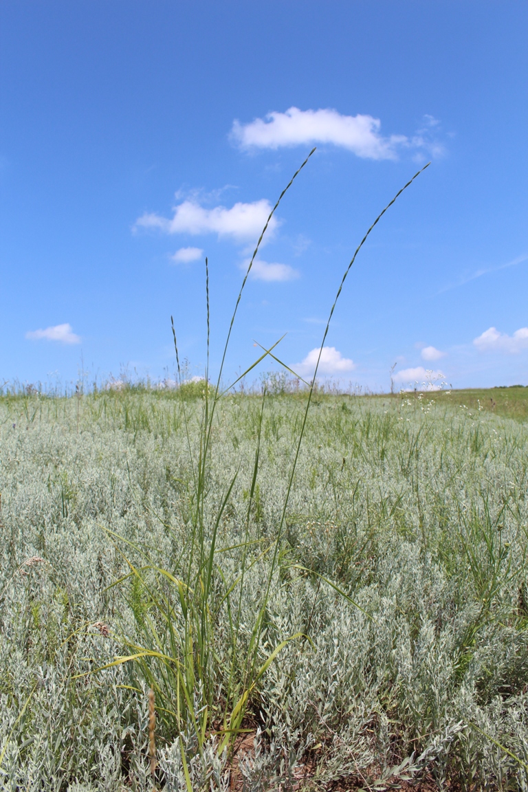 Image of Elytrigia stipifolia specimen.