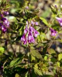 Melampyrum roseum. Верхушка цветущего растения. Амурская обл., Бурейский р-н, левый берег р. Бурея, между автомостом и Нижнебурейской ГЭС, под ЛЭП. 18.07.2016.