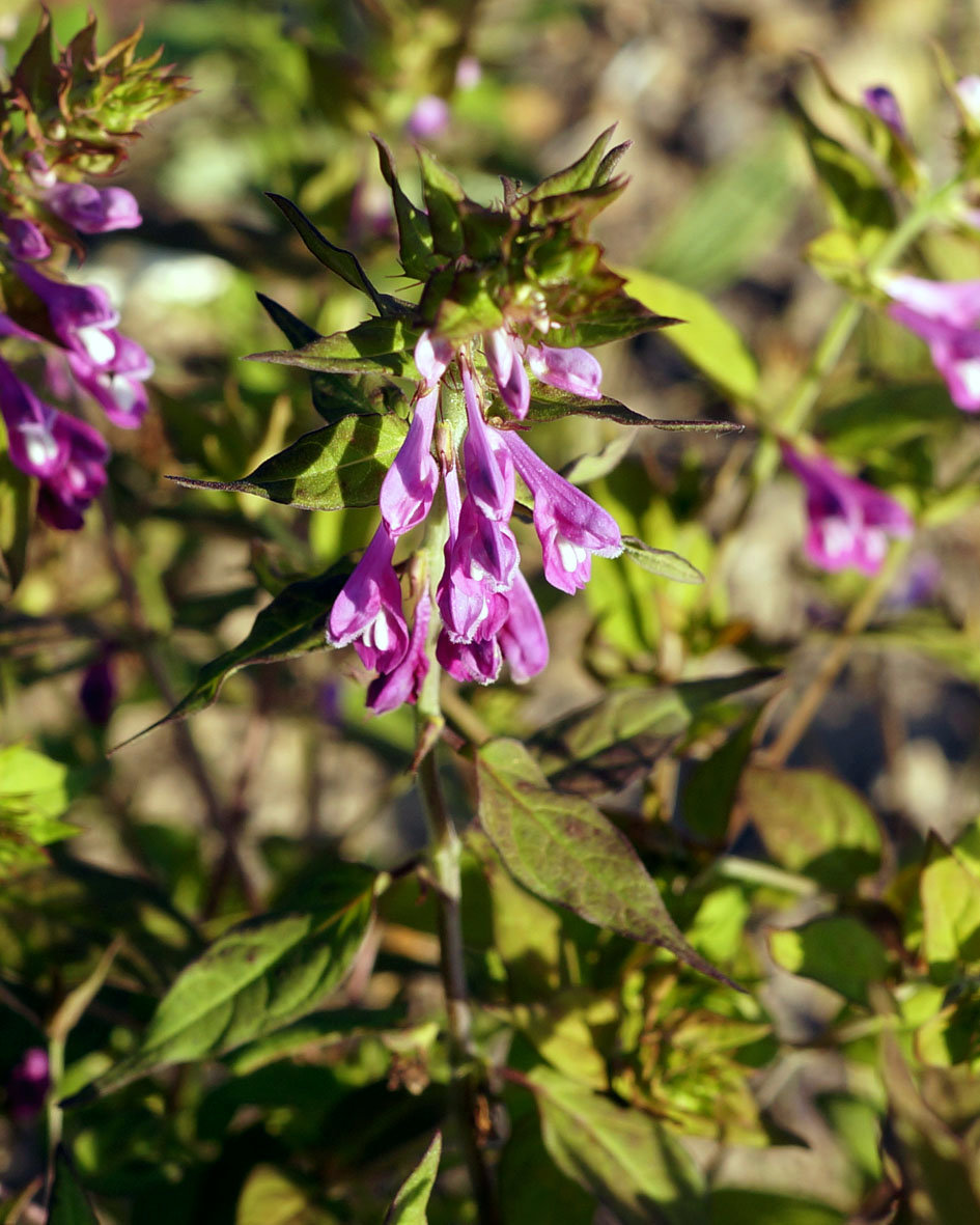 Изображение особи Melampyrum roseum.