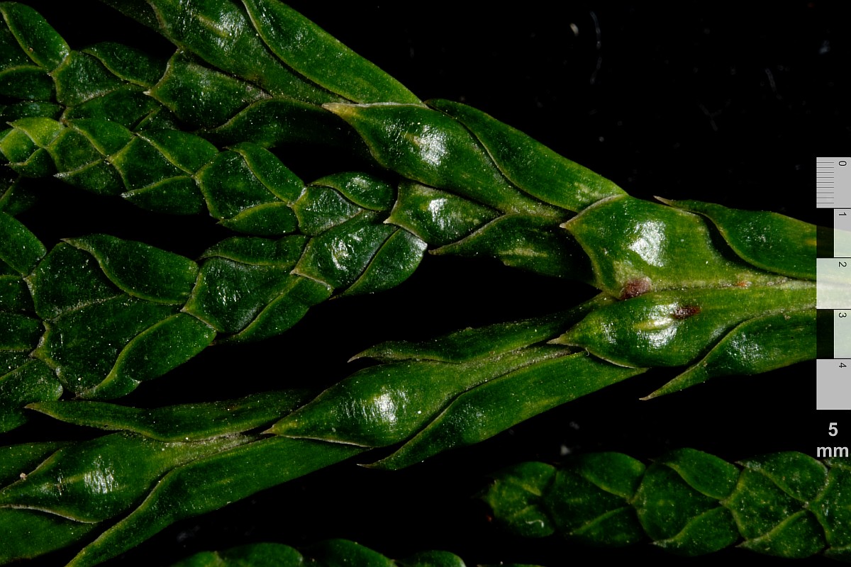 Image of Thuja plicata specimen.