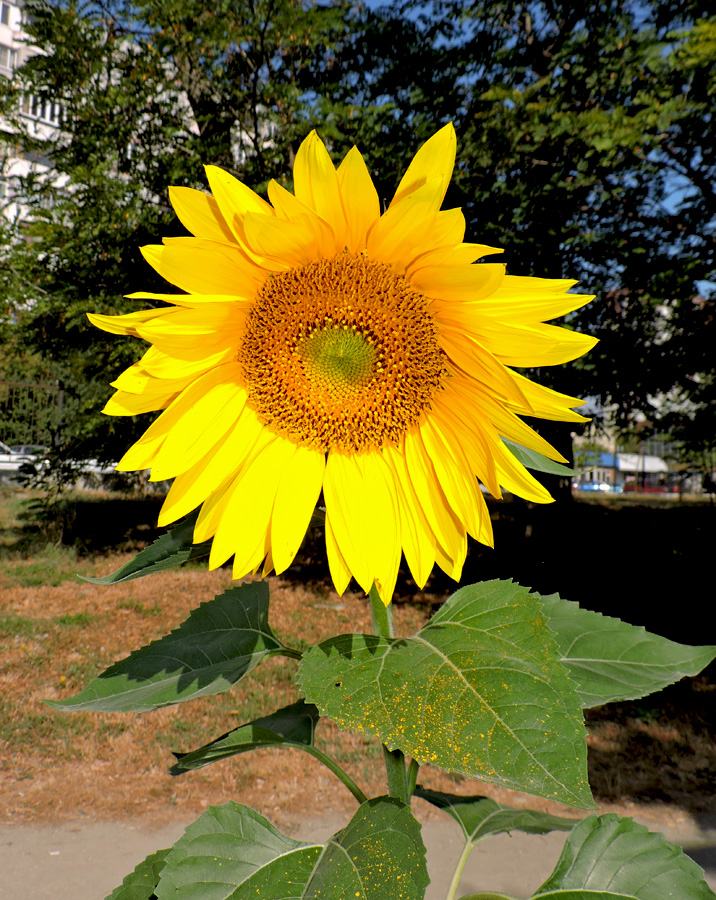 Изображение особи Helianthus annuus.