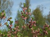 Salix krylovii