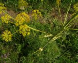 Ferula songarica. Часть соцветия (вид сверху). Восточный Казахстан, Кокпектинский р-н, 25 км в горы от с. Пантелеймоновка, сопка, 911-927 м н.у.м. 14.06.2016.