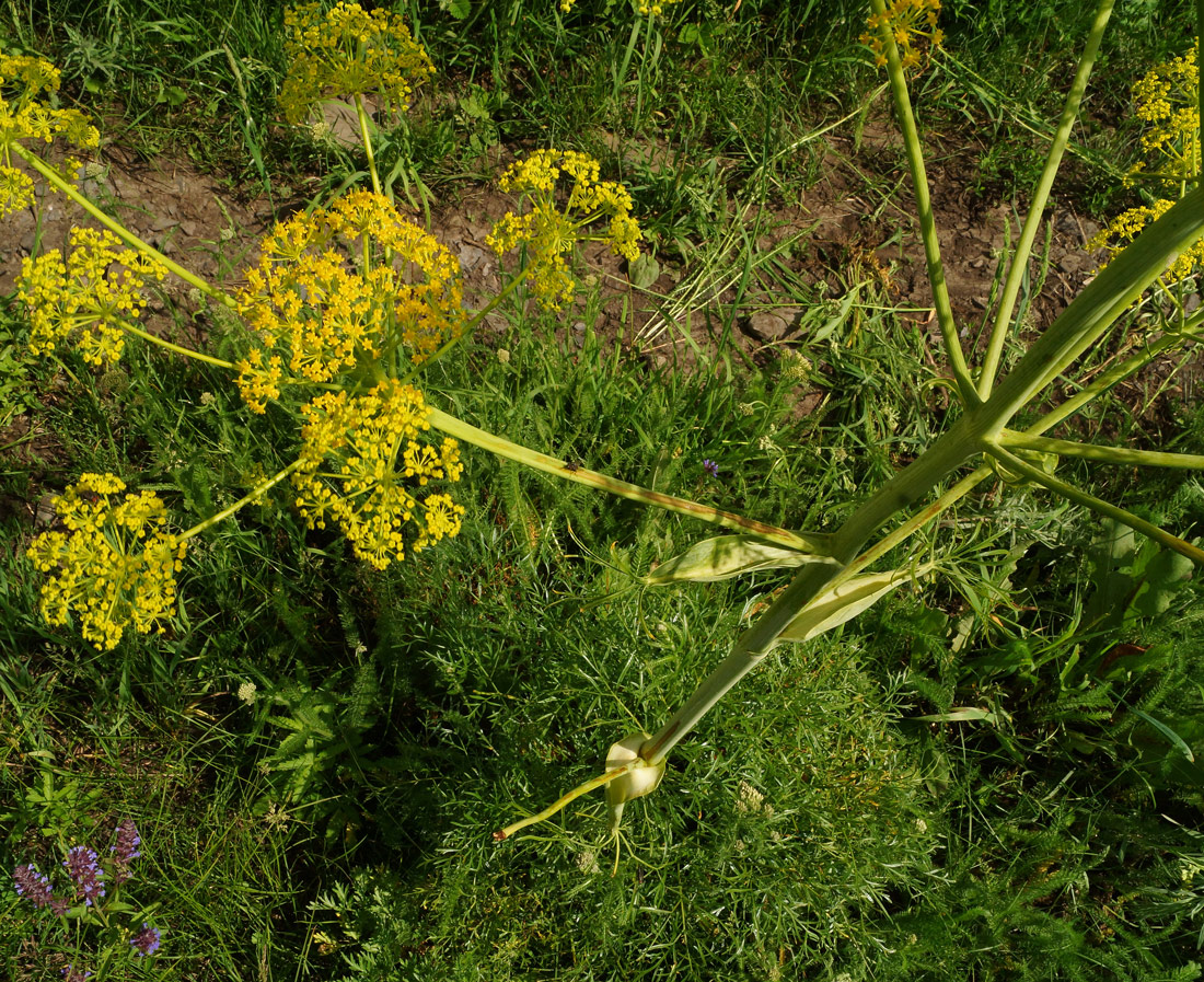 Image of Ferula songarica specimen.