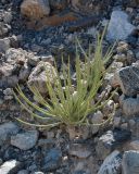 Euphorbia larica. Вегетирующее растение. Объединённые Арабские Эмираты, эмират Фуджейра, восточный склон гор Хаджар. 14.12.2016.