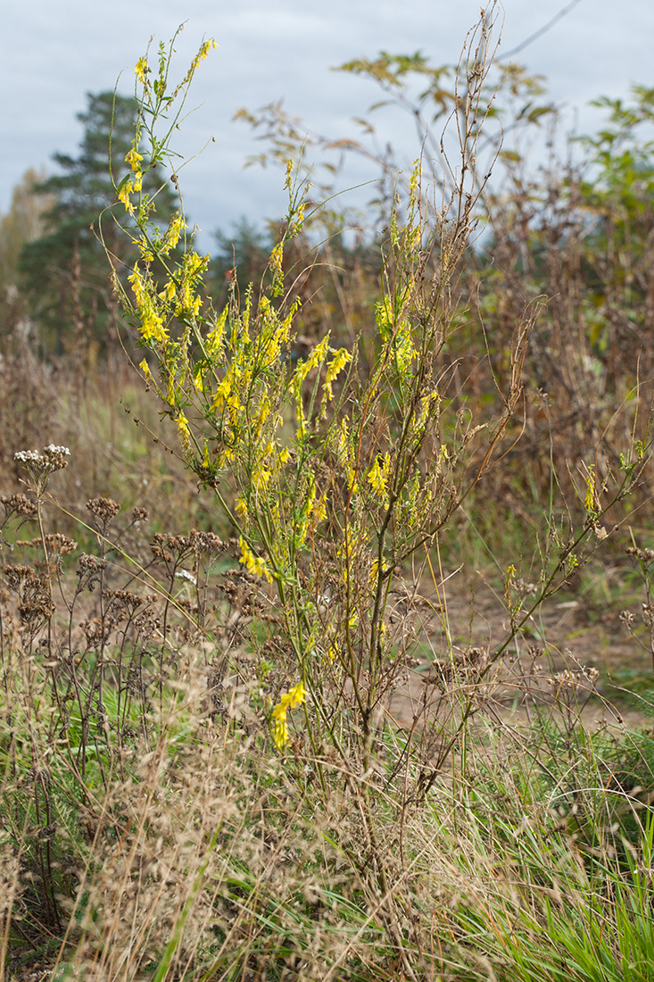 Изображение особи Melilotus officinalis.