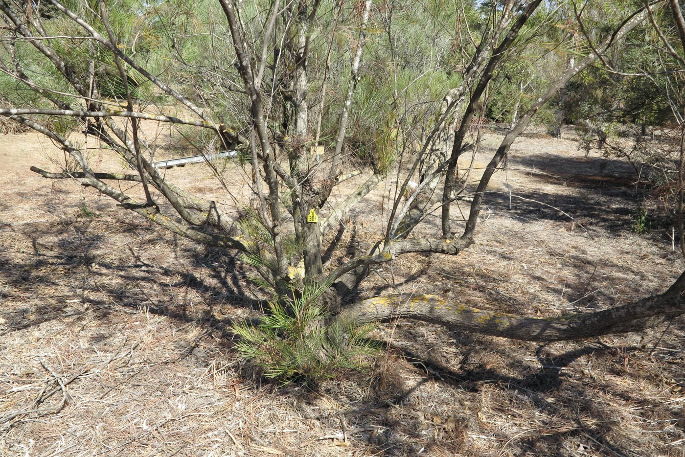Image of Grevillea hodgei specimen.