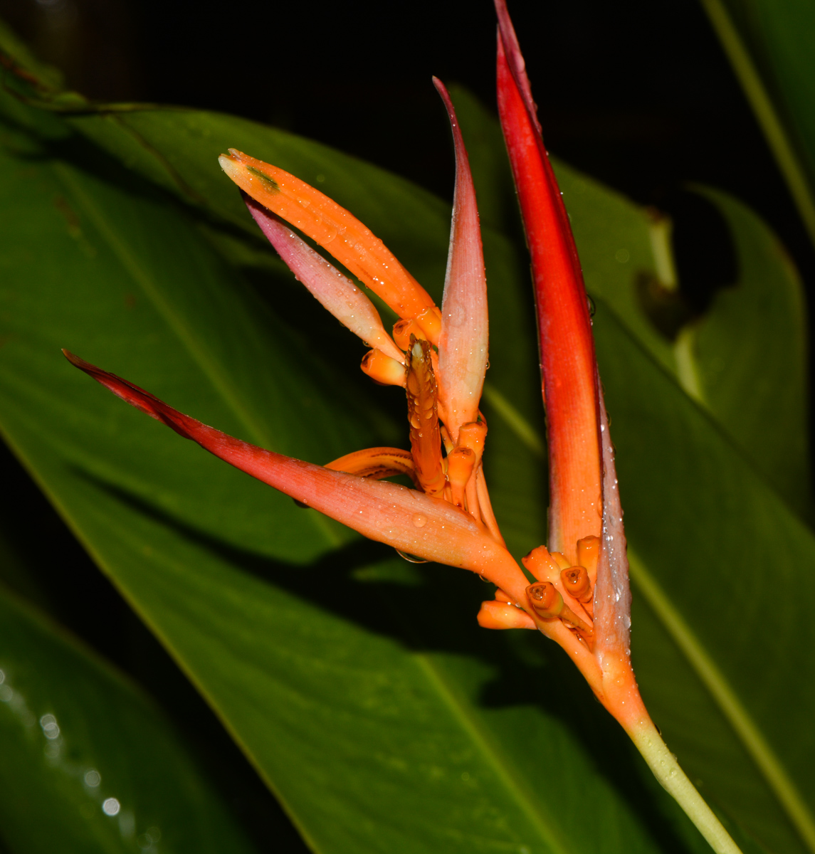 Image of Heliconia psittacorum specimen.