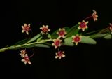 Phyllanthus pulcher