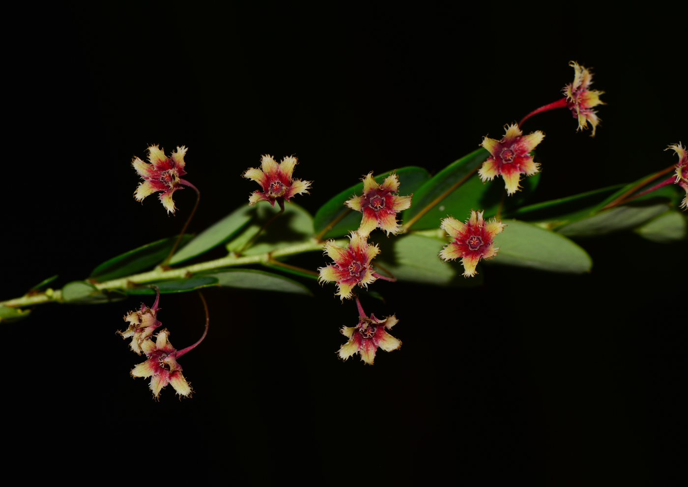 Изображение особи Phyllanthus pulcher.