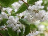 Deutzia × magnifica