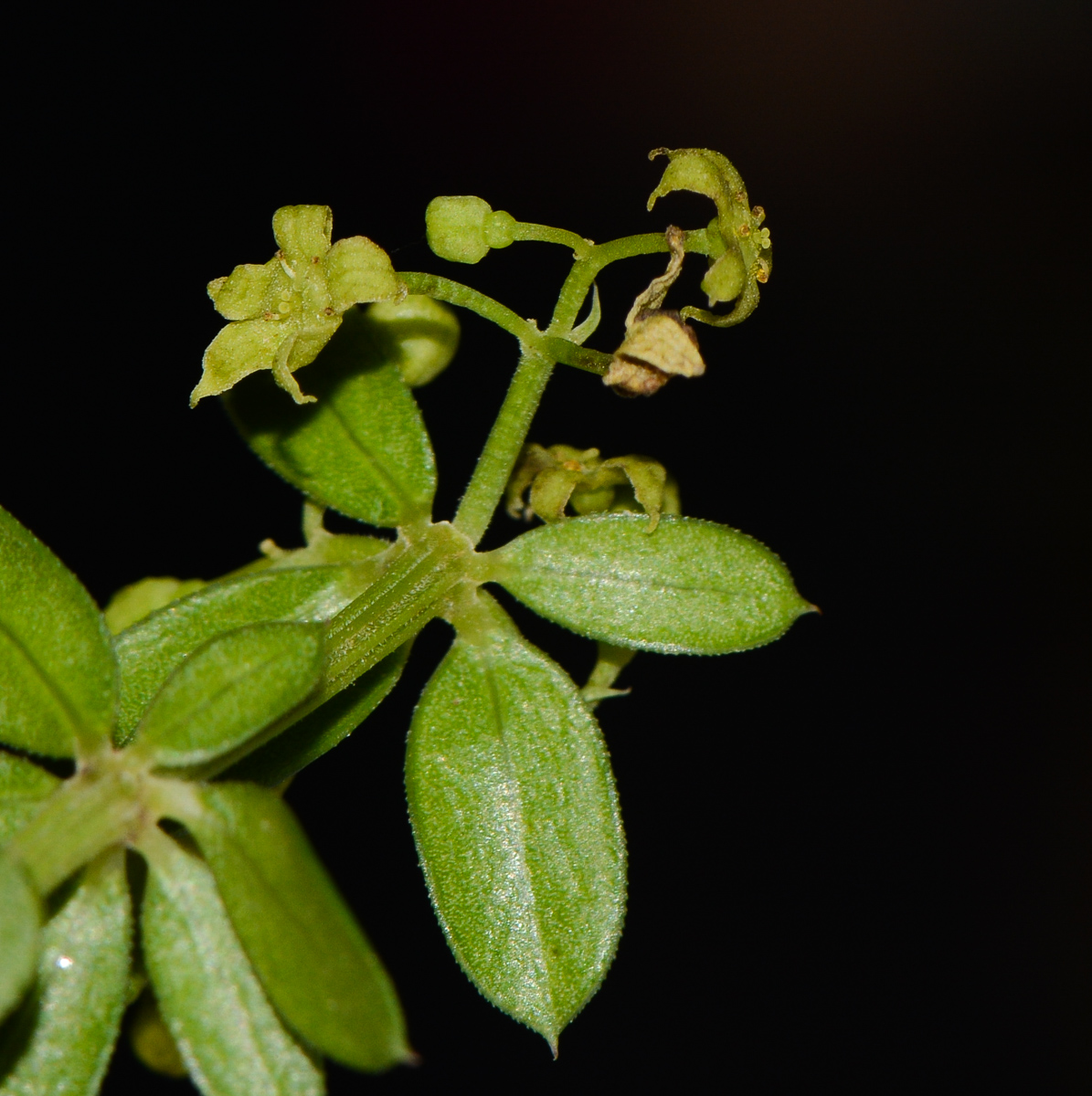 Image of Rubia tenuifolia specimen.