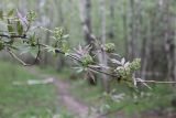 Sambucus racemosa. Ветвь с нераспустившимися соцветиями. Москва, лесопарк в западной части р-на Кунцево, поляна в смешанном лесу. 06.05.2017.