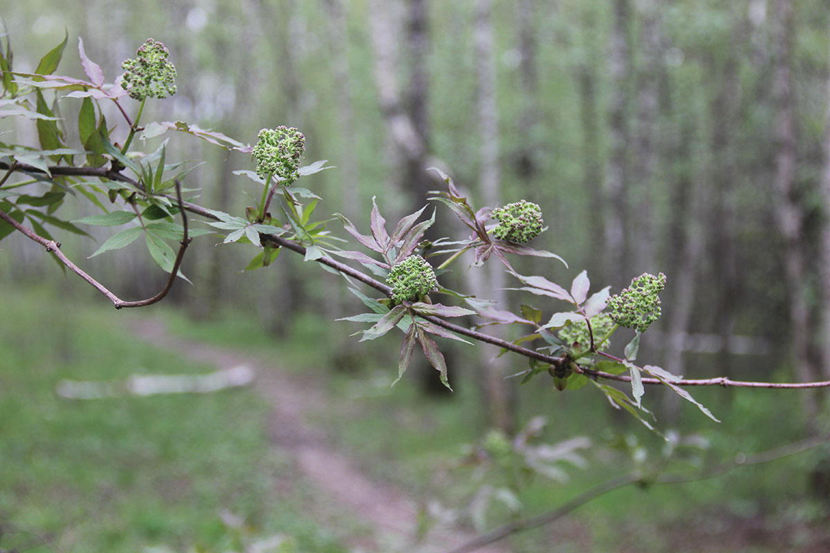 Image of Sambucus racemosa specimen.